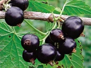 Coacăzele negre sunt un multivitamin natural