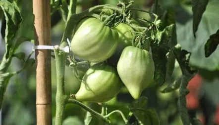 Descrierea soiului de tomate Volove Sertse, fotografii, recenzii