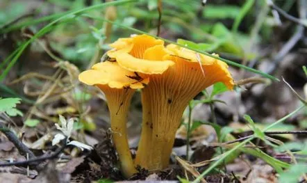 Ciorba de chanterelle cu branza, retete cu fotografii cu ciuperci proaspete si congelate