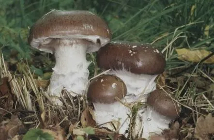 Minunata pânză de păianjen (Cortinarius praestans) cum arată, unde și cum crește, este comestibilă sau nu