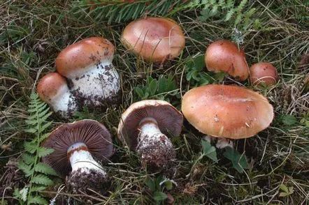 Pânză de păianjen cu măsline roșii (parfumată, parfumată, Cortinarius rufoolivaceus) cum arată, unde și cum crește, este comestibilă sau nu