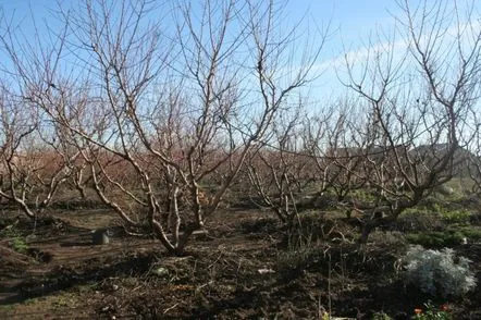 Formarea coroanei la piersici tineri