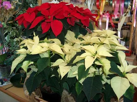 Cum să îngrijești o poinsettia acasă