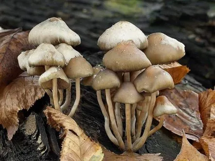 Psilocybe ceh (Psilocybe bohemica) cum arată, unde și cum crește, este sau nu o ciupercă comestibilă