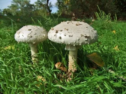 Amanita Vittadinyi (Amanita Vittadinii) cum arată, unde și cum crește, este comestibilă sau otrăvitoare