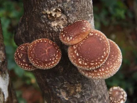 Cât de mult să prăjești shiitake cu cartofi și carne de porc, rețete de gătit, conținut de calorii