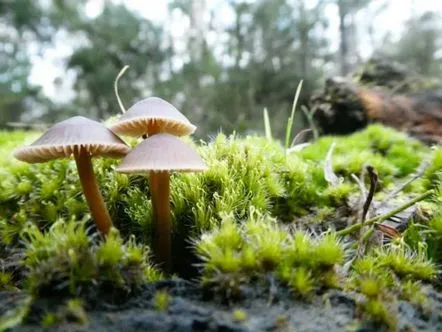 Mycena capopoid descriere, unde crește, comestibilitate, fotografie