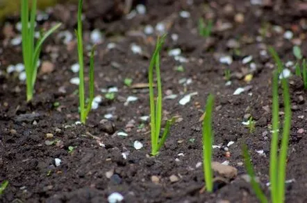 Când să plantezi arpagic pentru iarnă