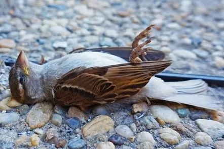 Semne despreo pasăre moartă în casă, pe balcon, în prag, pe stradă