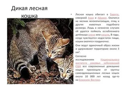 Wild Forest Cat - prezentare 136354-5