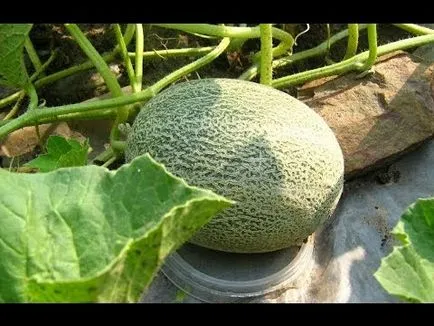 Melon - 