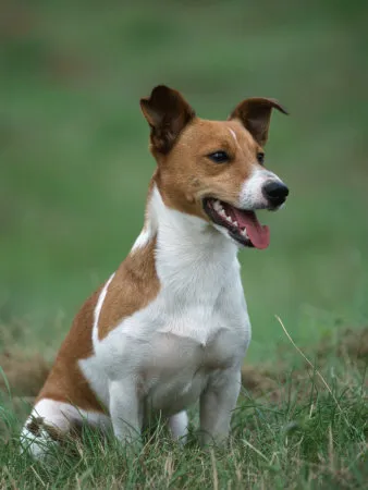 Dzhek Rassel Terrier - Breed leírás, fotó, kennel, kiskutya