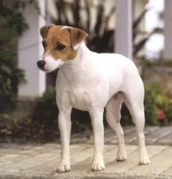 Dzhek Rassel Terrier - rasă descriere, fotografie, crescătorie, căței