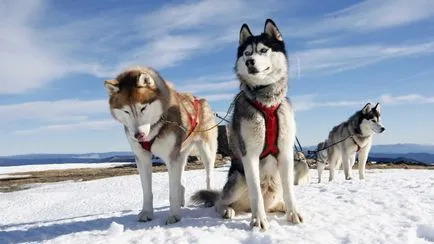 Excursie la canisa de sanie câini Husky