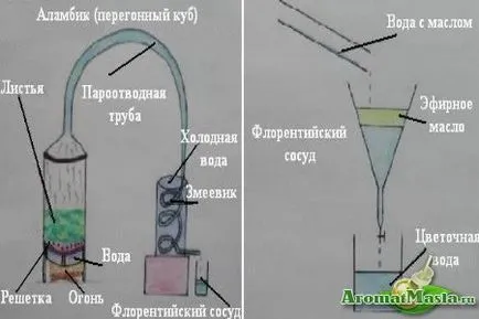 Здравец Етерично масло 1