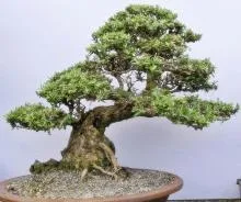 Bonsai pentru ce