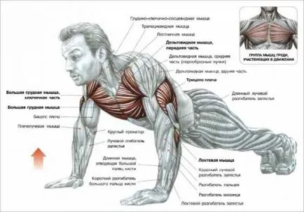 Cum de a construi musculare la domiciliu