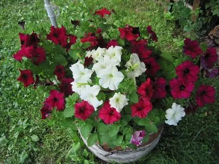 Ce a planta Petunia
