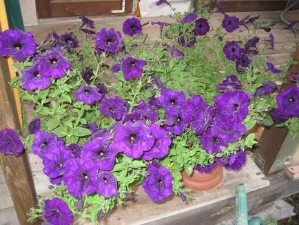 Ce a planta Petunia