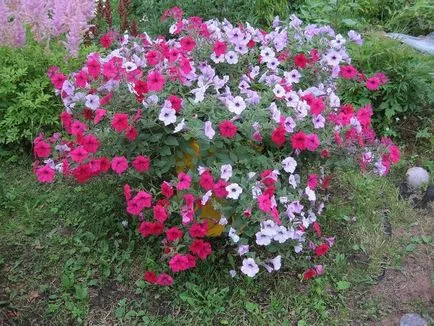Ce a planta Petunia