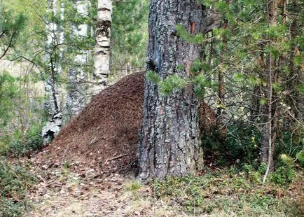 Ce este armonie în natură Ce este armonie în natură