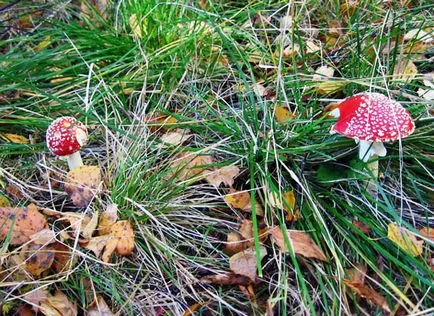 Ce este armonie în natură Ce este armonie în natură