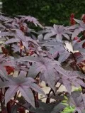 Cum să crească ulei de ricin plante Cum să crească ulei de ricin plante