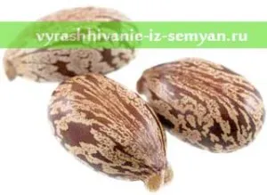 Cum să crească ulei de ricin plante