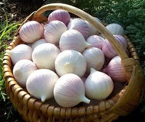 Cum de a planta usturoi Cum de a planta usturoi