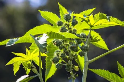Cum să crească ulei de ricin plante