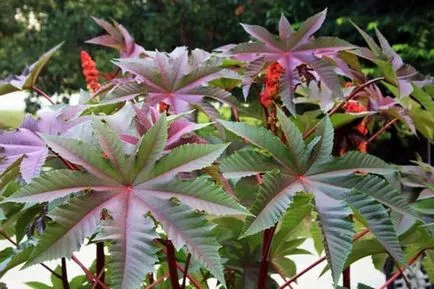 Cum să crească ulei de ricin plante Cum să crească ulei de ricin plante