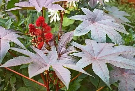 Cum să crească ulei de ricin plante