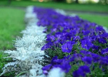 Paturi de design și paturi de flori