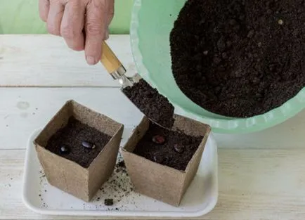 Cum să crească ulei de ricin plante
