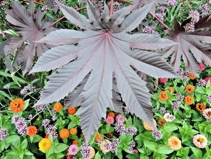 Cum să crească ulei de ricin plante Cum să crească ulei de ricin plante