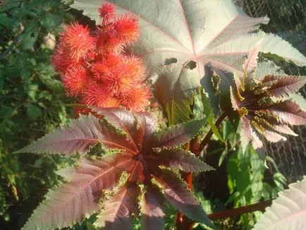 Cum să crească ulei de ricin plante Cum să crească ulei de ricin plante