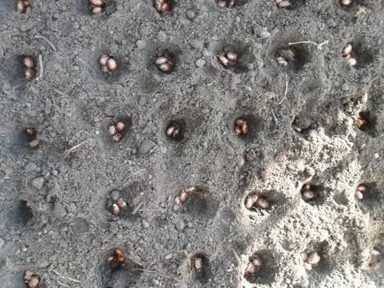 Cum să crească ulei de ricin plante Cum să crească ulei de ricin plante
