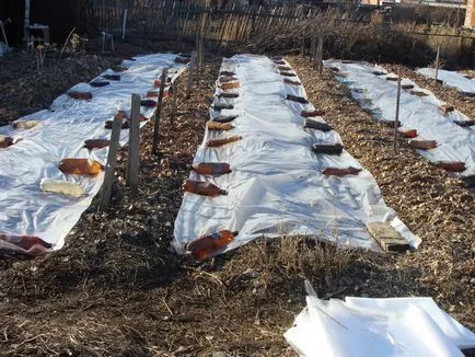 Cum să crească ulei de ricin plante Cum să crească ulei de ricin plante