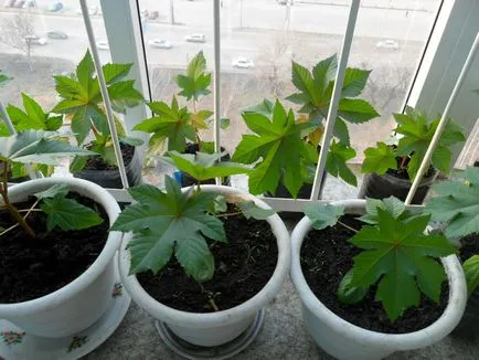 Cum să crească ulei de ricin plante Cum să crească ulei de ricin plante