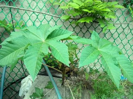 Cum să crească ulei de ricin plante Cum să crească ulei de ricin plante