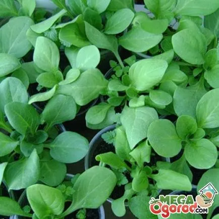 Ce a planta Petunia