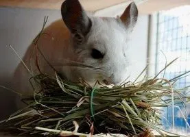 Chinchilla mănâncă