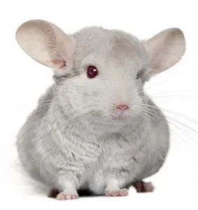 Chinchilla mănâncă Chinchilla mănâncă