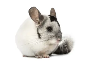 Chinchilla mănâncă Chinchilla mănâncă