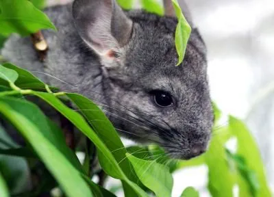 Chinchilla mănâncă