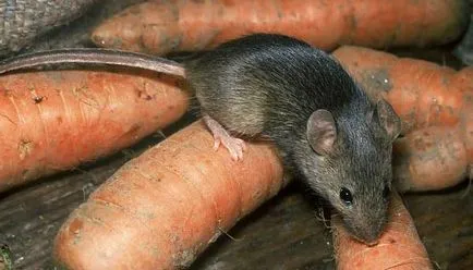 Ce să se hrănească un mouse