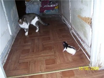 Cat șobolan