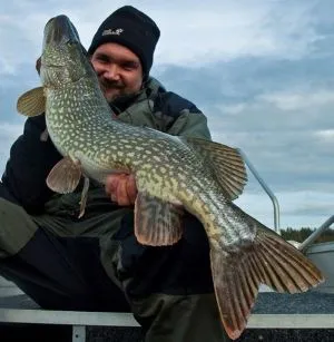 Munk ca momeală Munk ca momeală