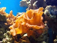 ciuperca Marine, care este