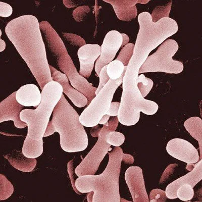 Care sunt bifidobacterii și lactobacili